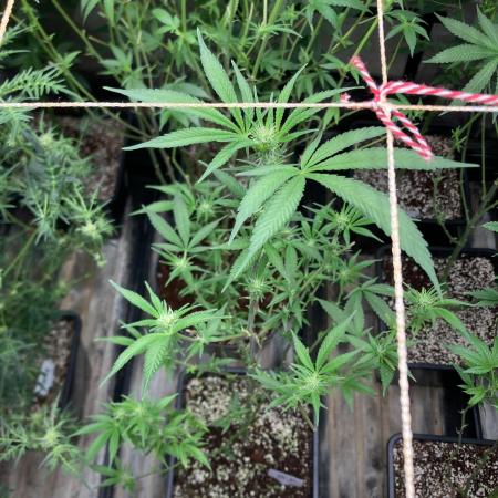 Blackcherry Punch Clones (In House Gen)
