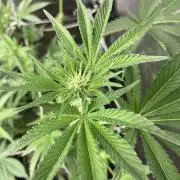 All Starz (LIT FARMS)