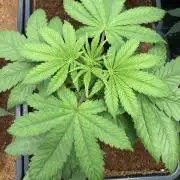 BTY47 x Manna Mountain (ttowncultivator)