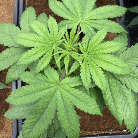 BTY47 x Manna Mountain (ttowncultivator)