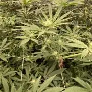 Platinum IX (In House Genetics)