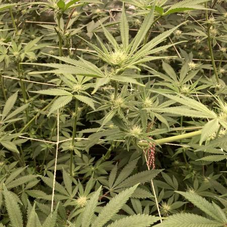 Platinum IX (In House Genetics)