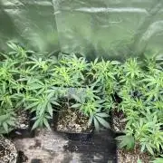 White Rhino (Green House Seeds)