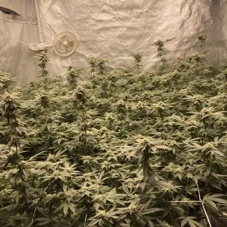 MotorOG#2 Purple/Black Pheno (LIT Farms)
