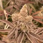 Sugoi Zushi (In House Genetics)