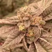 Black Rainbow (LIT Farms)