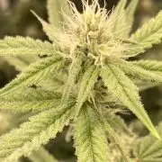 Platinum IX (In House Genetics)