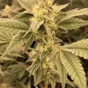 Jelly Breath S1 (In House Genetics)