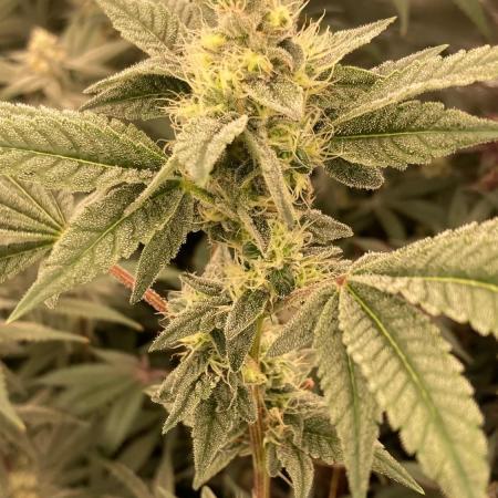 Jelly Breath S1 (In House Genetics)