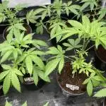 Pink Runtz x Hollywood (Cookies)