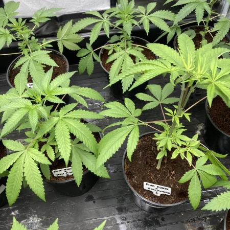 Pink Runtz x Hollywood (Cookies)