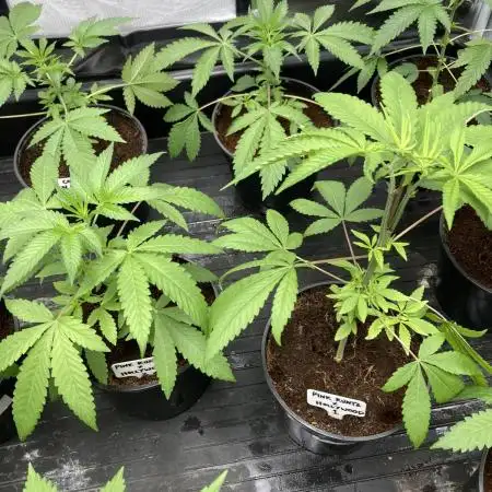 Pink Runtz x Hollywood (Cookies)