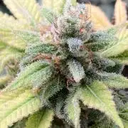 Strawberry Ak (Serious Seeds)