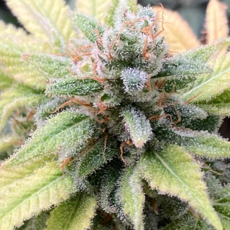 Strawberry Ak (Serious Seeds)