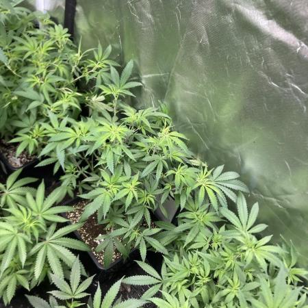 White Rhino (Green House Seeds)