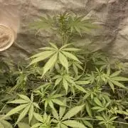 Platinum IX (In House Genetics)