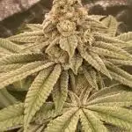 Glazed Pastries (In House Genetics)