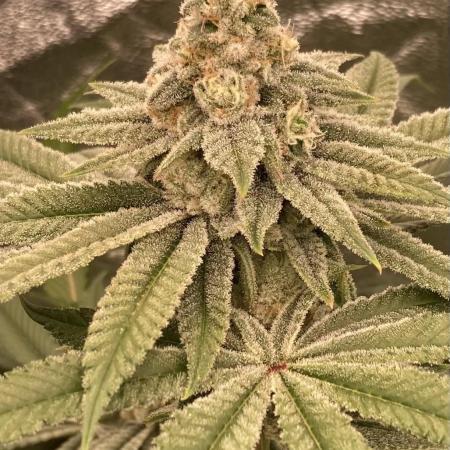 Glazed Pastries (In House Genetics)