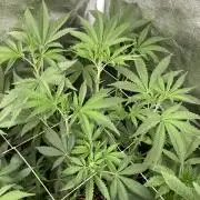 All Starz (LIT FARMS)