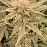 PlatinumZ (In House Genetics)