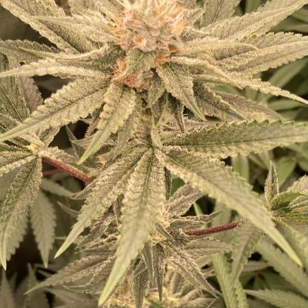 PlatinumZ (In House Genetics)