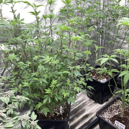 Rainbow Gelato Clones (Wizard Trees)