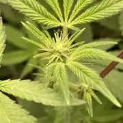 Jelly Breath S1 (In House Genetics)