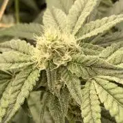 Zoy Sauce Clones (my Cut)