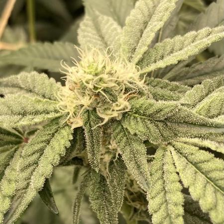 Zoy Sauce Clones (my Cut)