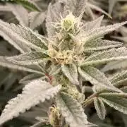 Atomic Jelly#2 (In House Genetics)