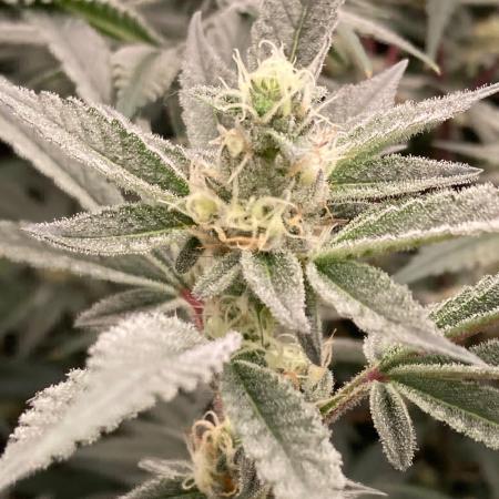 Atomic Jelly#2 (In House Genetics)