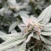 Glazed Pastries#3 (In House Genetics)