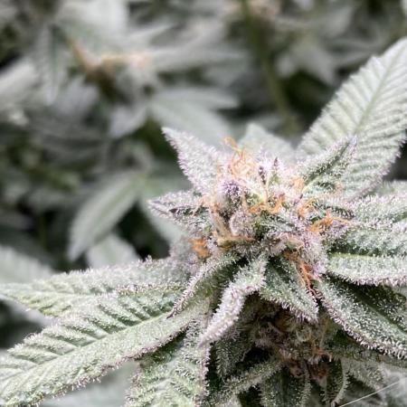 Glazed Pastries#3 (In House Genetics)