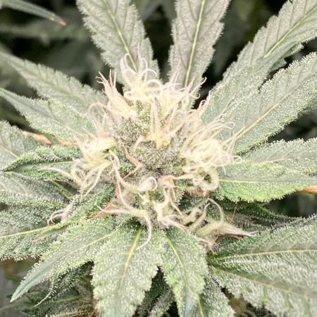 Blackcherry Punch Clones (In House Gen)