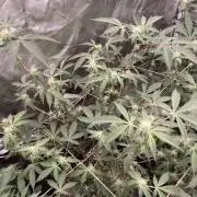 CN#2 Clones (Relentless Genetics)