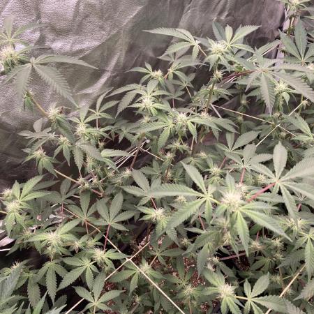 CN#2 Clones (Relentless Genetics)