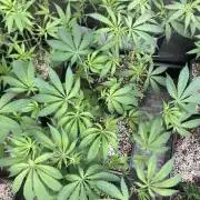Jelly Breath S1 (In House Genetics)