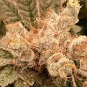 Jelly Breath S1 (In House Genetics)