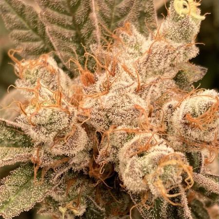 Jelly Breath S1 (In House Genetics)