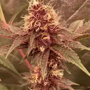 Pora’s Purple CN#6 (Relentless Genetics)