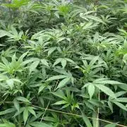 Final BlackCherry Punch Clone (IHG)