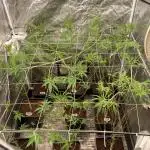 Pink Runtz x Hollywood (Cookies)
