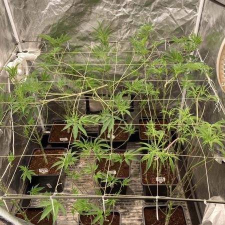 Pink Runtz x Hollywood (Cookies)