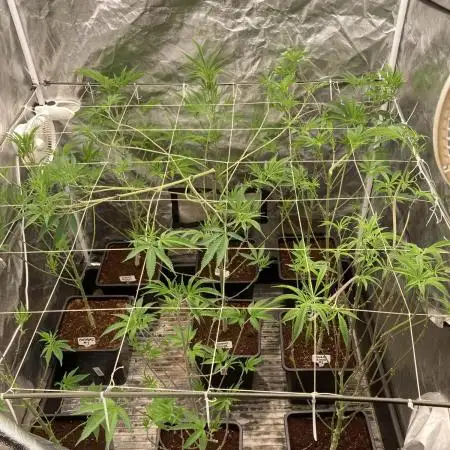 Pink Runtz x Hollywood (Cookies)
