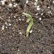 Reddy Whip (LIT Farms)