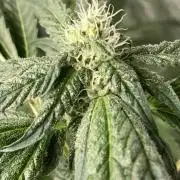 Chrome Dome (Compound Genetics)