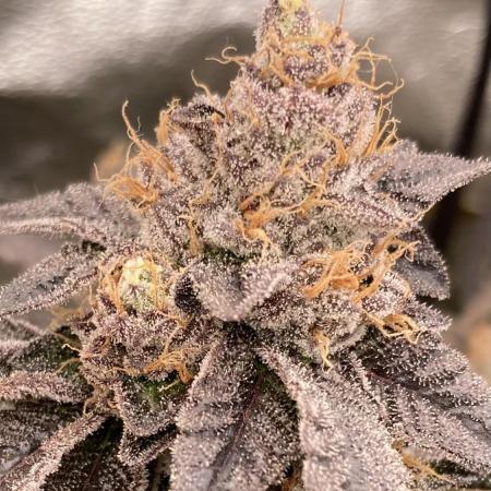 Rainbow Gelato (Wizard Trees)