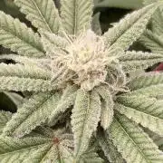 Glazed Pastries Clones (In House Gen)