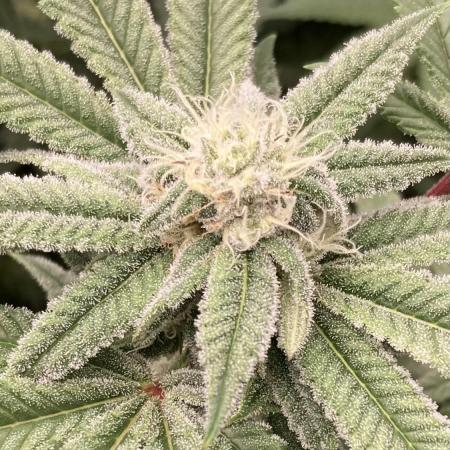 Glazed Pastries Clones (In House Gen)