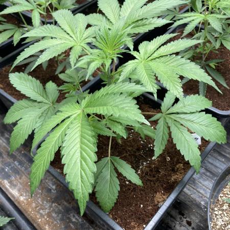 FrozayPie x MannaMountain (ttcultivator)